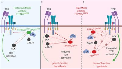 Influence of PTPN22 Allotypes on Innate and Adaptive Immune Function in Health and Disease